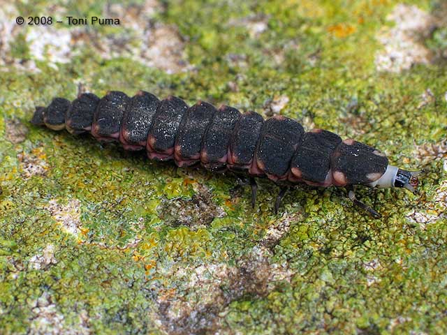 Larva di Lampiride